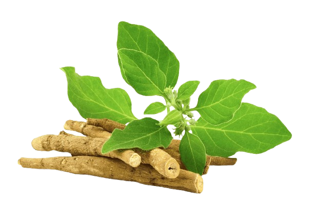 Ashwagandha (The Ancient Adaptogen)